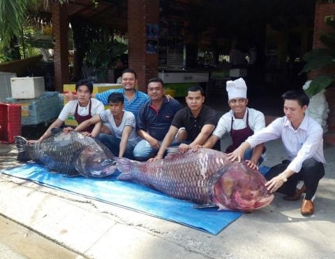 Đầu năm 2015, một nh&agrave; h&agrave;ng ở TPHCM thu mua một con c&aacute; h&ocirc; c&oacute; chiều d&agrave;i 1,8 m, nặng 135 kg được một ngư d&acirc;n người Campuchia bắt tr&ecirc;n s&ocirc;ng M&ecirc; K&ocirc;ng.