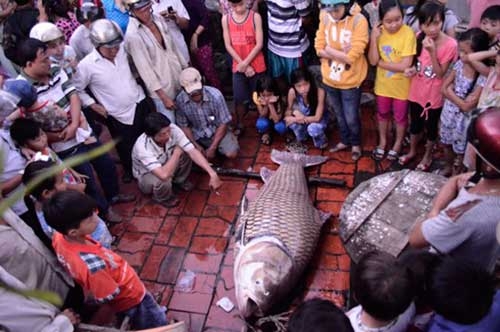 Th&aacute;ng 12/2014, một người d&acirc;n h&agrave;nh nghề ghe c&agrave;o tr&ecirc;n s&ocirc;ng Mỹ An, tỉnh Vĩnh Long bắt được con c&aacute; h&ocirc; v&agrave;ng d&agrave;i 1,5m, nặng khoảng 130kg. Theo nhiều ngư d&acirc;n, đ&acirc;y l&agrave; con c&aacute; h&ocirc; v&agrave;ng rất hiếm gặp.