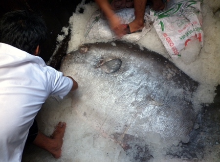 Trước đ&oacute;, ng&agrave;y 27/8/2012, &ocirc;ng B&ugrave;i Hữu Cần (x&atilde; Quỳnh Phương, huyện Quỳnh Lưu) cũng bắt được 1 con c&aacute; mặt trăng nặng khoảng 120kg.