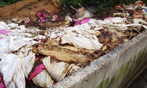 &nbsp;H&agrave;ng trăm x&aacute;c heo đang ph&acirc;n hủy bốc m&ugrave;i h&ocirc;i thối (ảnh: Người Lao động)