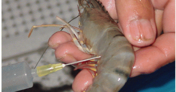 Bắt quả tang cơ sở bơm hóa chất vào tôm