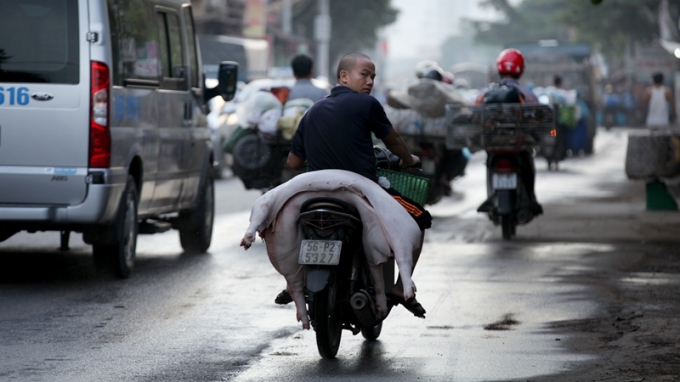 Đ&atilde; c&oacute; quy định xử phạt việc vận chuyển gia s&uacute;c kh&ocirc;ng đ&uacute;ng quy định, tuy nhi&ecirc;n, thực tế những h&igrave;nh thức vận chuyển kiểu n&agrave;y vẫn diễn ra h&agrave;ng ng&agrave;y tr&ecirc;n dọc tuyến QL6 đoạn hướng v&agrave;o quận H&agrave; Đ&ocirc;ng.