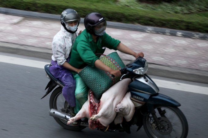 Hầu như c&aacute;c con đường từ ngoại &ocirc; hướng v&agrave;o nội đ&ocirc; h&agrave;ng ng&agrave;y đều tấp nập c&aacute;c loại xe m&aacute;y vận chuyển thịt lợn. Đường Trần Duy Hưng mỗi s&aacute;ng sớm đ&oacute;n d&ograve;ng xe m&aacute;y đ&ocirc;ng đ&uacute;c vận chuyển lượng lớn thịt lợn từ c&aacute;c huyện Từ Li&ecirc;m, Quốc Oai, Thạch Thất... v&agrave;o nội th&agrave;nh.