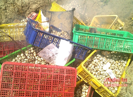 To&agrave;n bộ số trứng gia cầm bị thu giữ kh&ocirc;ng c&oacute; nguồn gốc xuất xứ.