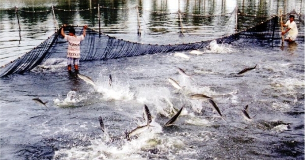 Tổng cục Thủy sản: Làm giả công văn, cấp chứng nhận trái phép hơn 800 sản phẩm