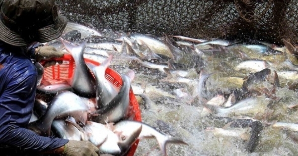 Cách chức vụ trưởng làm giả hơn 800 giấy lưu hành