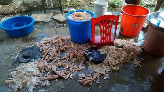 Phạt 15 triệu đối với cơ sở dùng thịt lợn bẩn để sản xuất nem chua