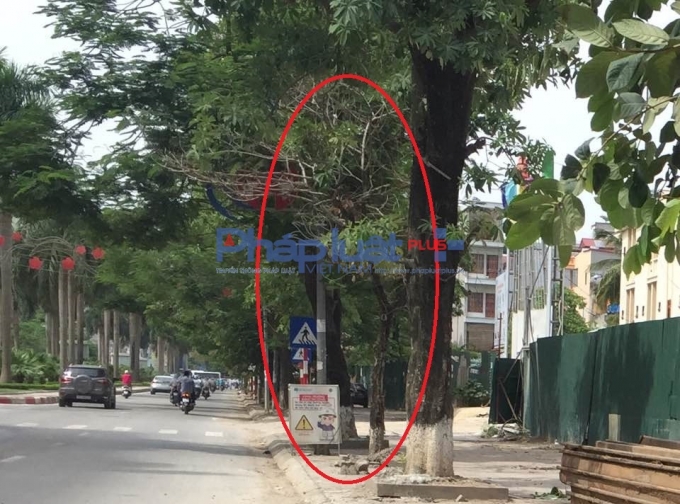 Một c&acirc;y xanh đ&atilde; chết kh&ocirc;ng r&otilde; l&yacute; do.