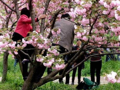 H&agrave;nh vi thiếu văn minh của du kh&aacute;ch Trung Quốc. Ảnh: Đa Chiều.