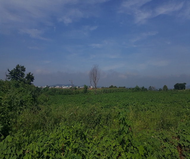 Khu đất bao la c&acirc;y dại vẫn kh&ocirc;ng được đầu tư