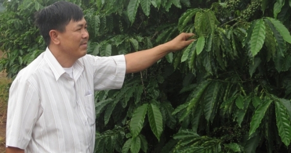 Kom Tum: Người cựu chiến binh nặng lòng với cây cà phê