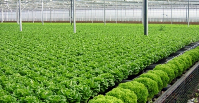 Chợ an to&agrave;n thực phẩm sẽ được nhiều người quan t&acirc;m.