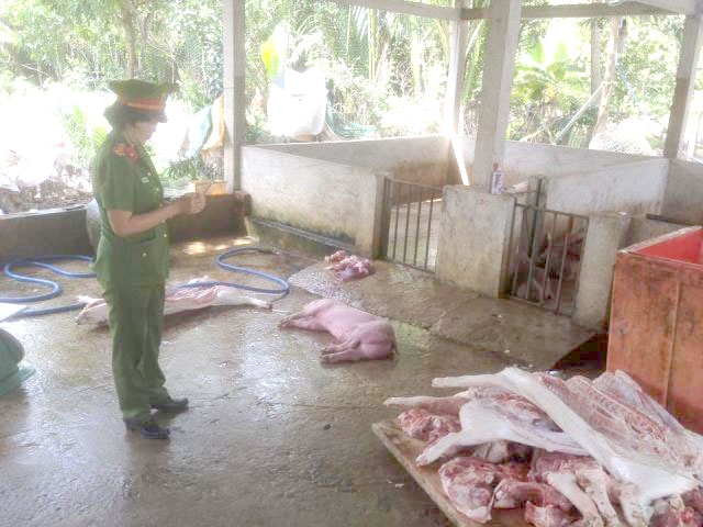 Chủ cơ sở thừa nhận đ&atilde; mua số heo tr&ecirc;n ở c&aacute;c x&atilde; l&acirc;n cận với gi&aacute; 100.000 đồng/con.