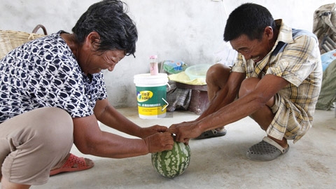 &Ocirc;ng Cung v&agrave; b&agrave; Vương đều đ&atilde; tr&ecirc;n 60 tuổi v&agrave; c&oacute; hơn 30 năm kinh nghiệm trồng dưa hấu. Tuy nhi&ecirc;n đ&acirc;y l&agrave; lần đầu ti&ecirc;n &ocirc;ng b&agrave; gặp giống dưa lạ n&agrave;y. (Ảnh: Chinanews).