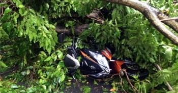 Video khoảnh khắc cứu hộ 2 cô gái bị cây xanh đè trên đường