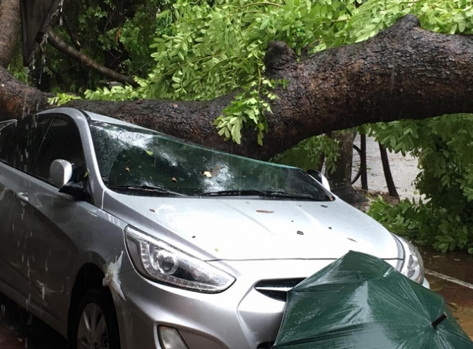 Chiếc &ocirc; t&ocirc; bị c&acirc;y đổ đ&egrave; bẹp trong cơn b&atilde;o.