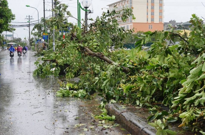 H&agrave;ng loạt c&acirc;y đổ dạt tr&ecirc;n đường.
