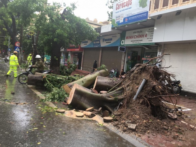 Nhiều c&acirc;y lớn cũng kh&ocirc;ng chịu được sức gi&oacute; của cơn b&atilde;o số 1.