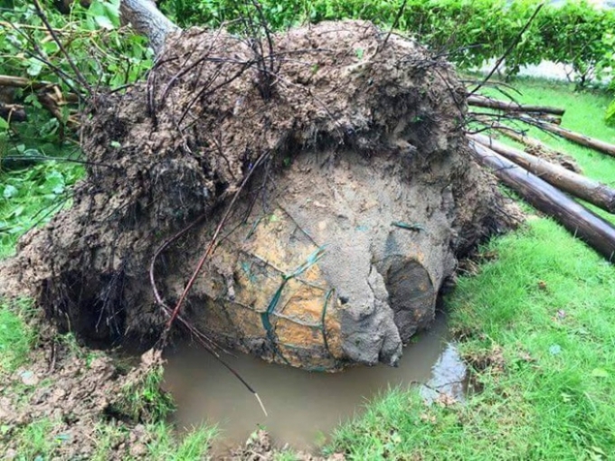 C&acirc;y bật gốc mới lộ ra c&ograve;n nguy&ecirc;n bọc.