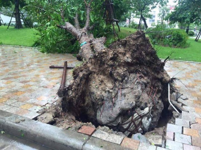 Rất nhiều c&acirc;y c&ograve;n nguy&ecirc;n ni l&ocirc;n bọc dễ tr&ecirc;n đường Nguyễn Ch&iacute; Thanh.