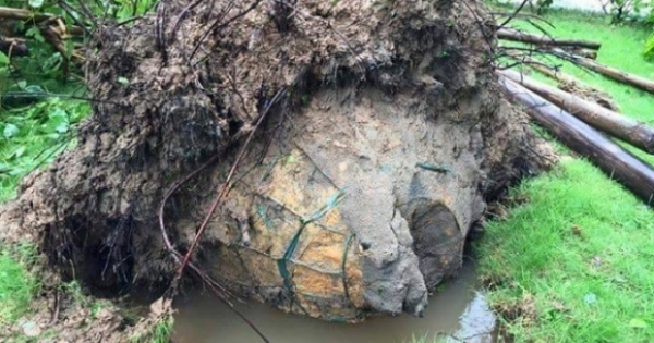 Bão gió, cây bật gốc mới lộ ra... gian dối