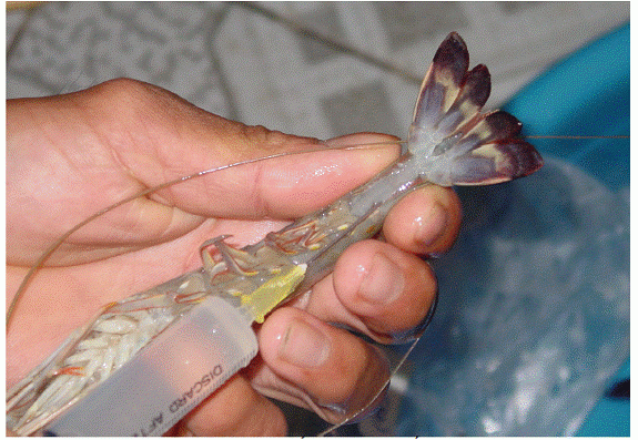 Từ đ&acirc;̀u năm đ&ecirc;́n nay cơ quan chức năng tỉnh Bạc Li&ecirc;u đã ki&ecirc;̉m tra bắt giữ nhi&ecirc;̀u vụ bơm tạp ch&acirc;́t vào t&ocirc;m đ&ecirc;̉ ăn gian tăng trọng. Ảnh: minh họa