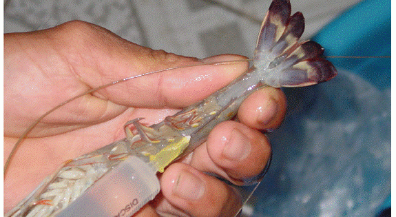 Bạc Liêu: Bắt quả tang 2 vụ bơm tạp chất hàng trăm kg tôm