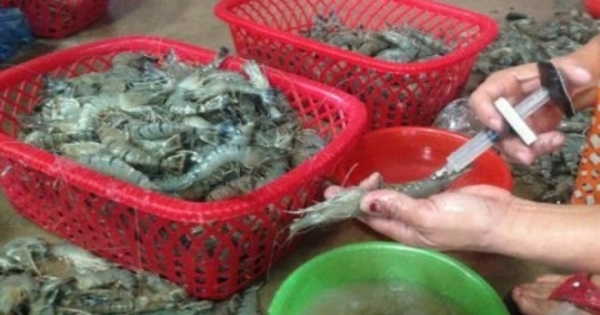 Vĩnh Phúc: Bắt quả tang cơ sở bơm tạp chất vào tôm bán cho người tiêu dùng
