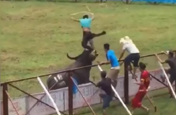 H&igrave;nh ảnh chủ tr&acirc;u bị ch&iacute;nh tr&acirc;u của m&igrave;nh h&uacute;c hất l&ecirc;n bị trọng thương v&agrave; tử vong ngay sau đ&oacute;.