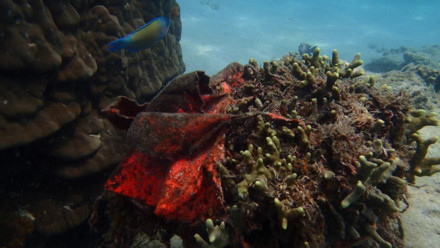 R&aacute;c đầy dưới đ&aacute;y biển ở Khu bảo tồn biển H&ograve;n Mun. Ảnh: M.T