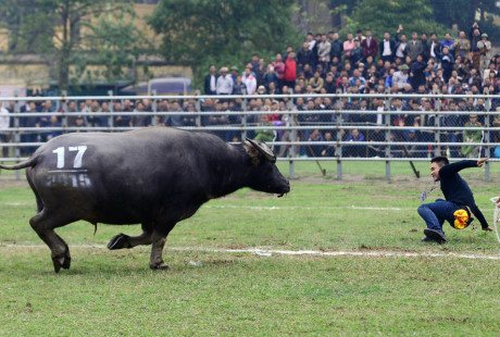 T&igrave;nh huống tại lễ hội chọi tr&acirc;u Ph&uacute;c Thọ (H&agrave; Nội) s&aacute;ng 14/3/2015, nhiều tr&acirc;u thua trận lao thẳng v&agrave;o c&aacute;c chủ tr&acirc;u.