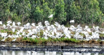 Láng Sen - Chuyện chim trời cá nước