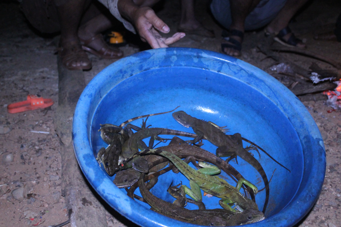 Chiến lợi phẩm gồm kỳ t&ocirc;m v&agrave; kỳ đ&agrave; m&agrave; thợ săn bắt được sau một đ&ecirc;m vất vả.