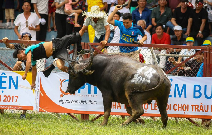 Tai nạn tại v&ograve;ng loại hội chọi tr&acirc;u Đồ Sơn 2017.