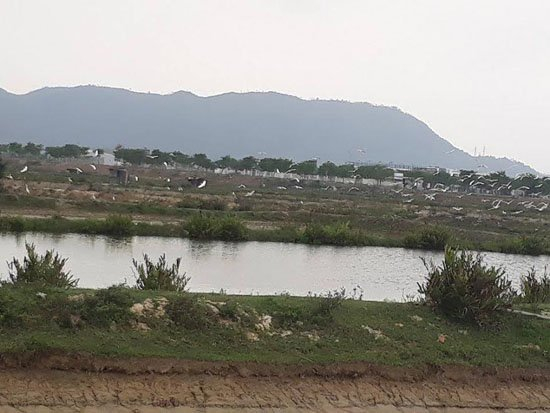 Một khu đất trống m&ecirc;nh m&ocirc;ng chưa được chủ đầu tư x&acirc;y dựng, b&ecirc;n trong cỏ dại mọc um t&ugrave;m.