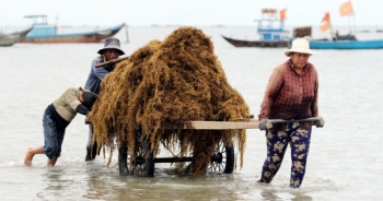 Lặn sâu 7m hái rong mơ ở Quảng Nam