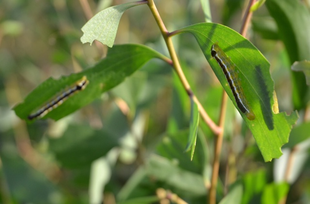 Loại s&acirc;u lạ cắn n&aacute;t vườn tr&agrave;m của b&agrave; con S&oacute;c Trăng.