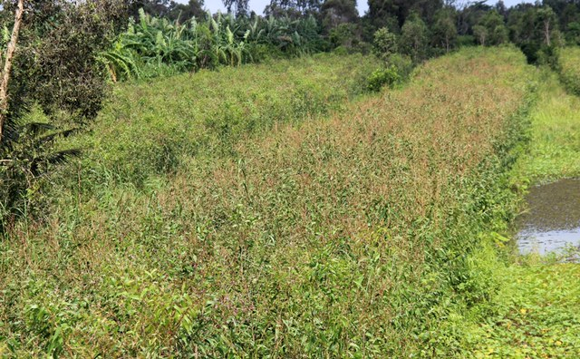 Những vườn tr&agrave;m đang chết dần v&igrave; s&acirc;u lạ