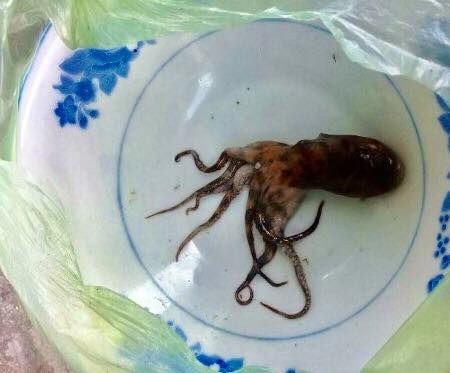 Con bạch tuộc nghi đ&atilde; cắn nạn nh&acirc;n tử vong.