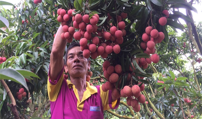 Gi&aacute; b&aacute;n vải năm nay được đ&aacute;nh gi&aacute; l&agrave; cao nhất trong 64 năm qua. Ảnh: b&aacute;o Bắc Giang