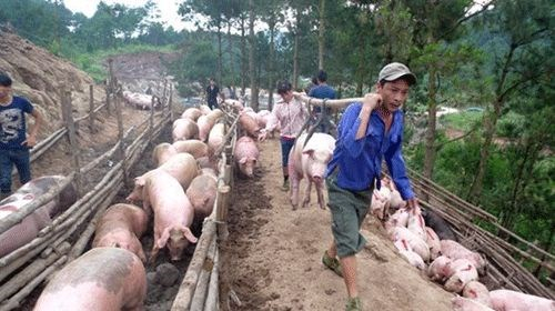 Đứng trước t&igrave;nh trạng rớt gi&aacute; ti&ecirc;u thụ kh&oacute; khăn, nhiều hộ chăn nu&ocirc;i khu vực ĐBSCL đ&atilde; tự &ldquo;giải cứu&rdquo; bằng c&aacute;ch l&agrave;m thịt heo đem ra vỉa h&egrave; b&aacute;n.