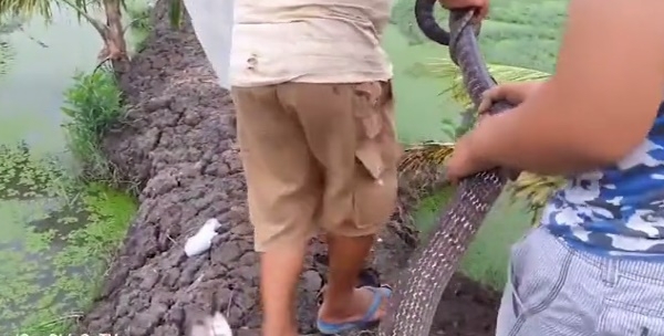 Tay không bắt rắn hổ vện " khủng" tại Sài Gòn