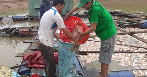 Nguyên nhân ban đầu về hiện tượng cá chết ở hồ thủy điện Plei Krông