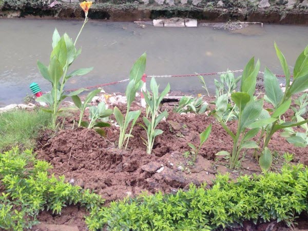 C&acirc;y xanh trang tr&iacute; xi&ecirc;u vẹo.