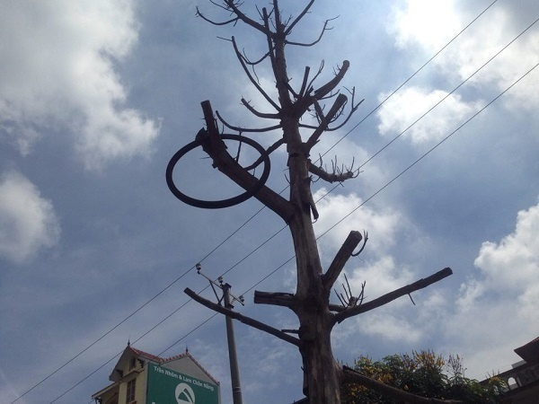 Kh&ocirc; h&eacute;o từ ngọn đến gốc.