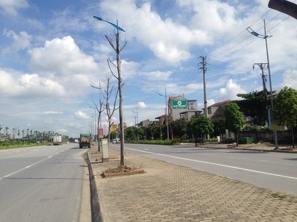 Những c&acirc;y xanh đ&atilde; chết v&agrave; dường như kh&ocirc;ng c&oacute; dấu hiệu chăm s&oacute;c.