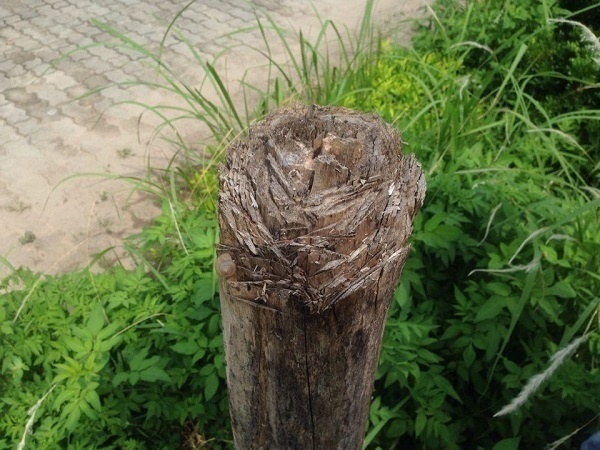 Nhiều đoạn c&acirc;y kh&ocirc; &nbsp;v&agrave; đ&atilde; được chặt cụt nửa th&acirc;n c&acirc;y...