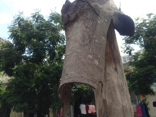 &nbsp;Những đoạn th&acirc;n c&acirc;y bong tr&oacute;c vỏ, kh&ocirc; cong như củi.