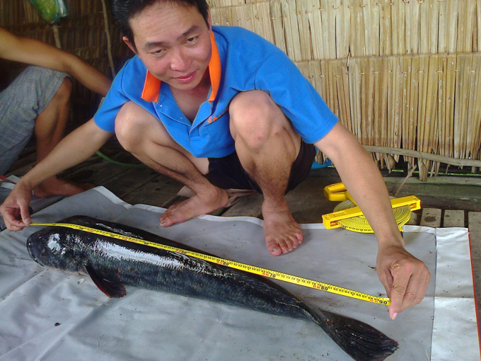 Con c&aacute; l&oacute;c b&ocirc;ng d&agrave;i gần 1 m, nặng 13 kg.