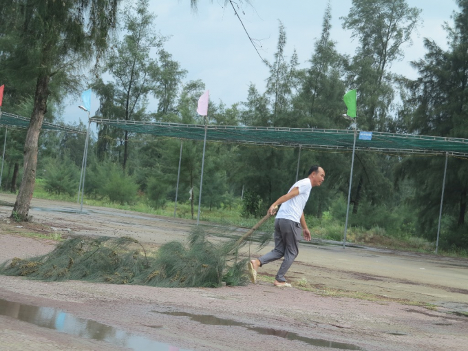 C&acirc;y c&oacute; nguy cơ đổ, g&atilde;y bị chặt bỏ trước giờ b&atilde;o đổ bộ.